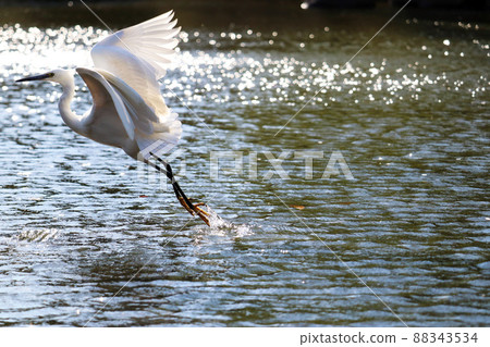 Little Egret taking off from the shallow water of the pond ③ Little Egret taking off from the shallow water of the pond ③ 88343534