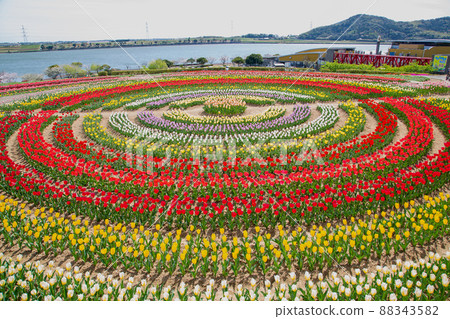 遍布各處的鬱金香田地 遍布各處的鬱金香田地 88343582
