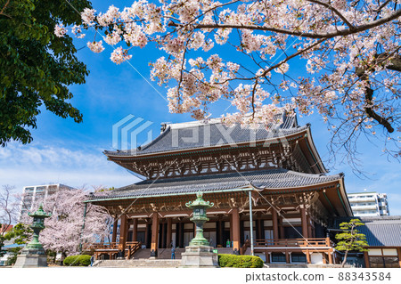 春天東別院,櫻花盛開<愛知縣名古屋市> 春天東別院,櫻花盛開<愛知縣名古屋市> 88343584