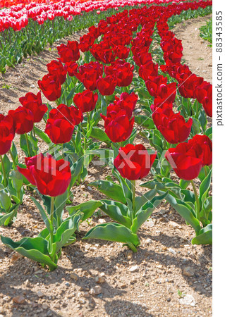 A tulip field spreading all over 88343585