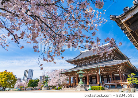 Spring Higashi Betsuin, cherry blossoms in full bloom <Nagoya City, Aichi Prefecture> 88343595
