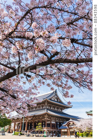 春天東別院，櫻花盛開<愛知縣名古屋市> 88343598