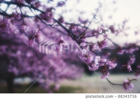 Sakura and Japanese white-eye <Tokushima Prefecture> 88343716