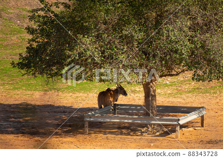 Wild antelopes walk across the field in the park Wild antelopes walk across the field in the park 88343728