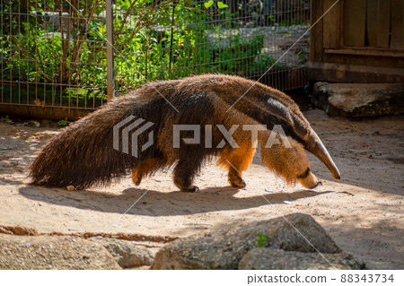 The anteater walks through its enclosure at the zoo 88343734