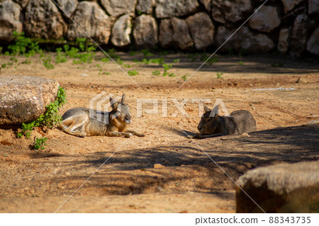 Patagonian mara large herbivorous rodent a a 88343735