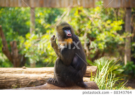 baboon in the woods. Close-up. Wild monkey 88343764