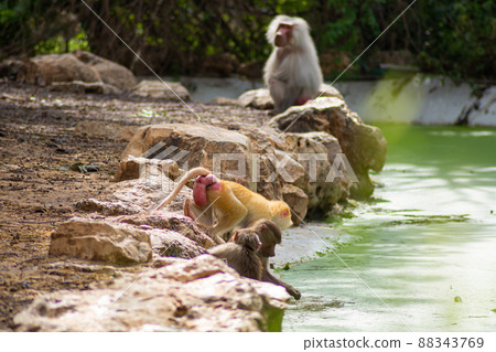 baboons in the zoo and they daily routine 88343769