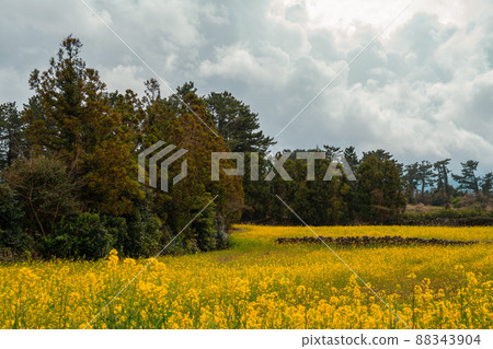 Yellow rape flower field at Hangpaduri Hangmong Historic Site in Jeju island, Korea 88343904