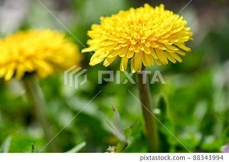 Dandelion 88343994