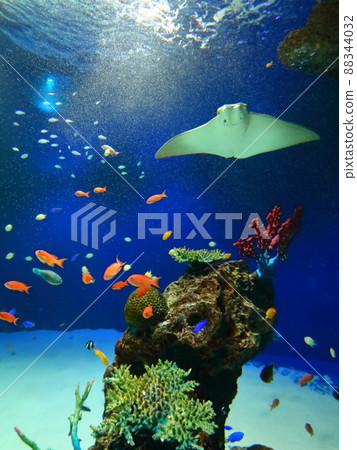 廣島萬里水族館 88344032