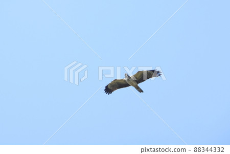 Flying honey buzzard Flying honey buzzard 88344332