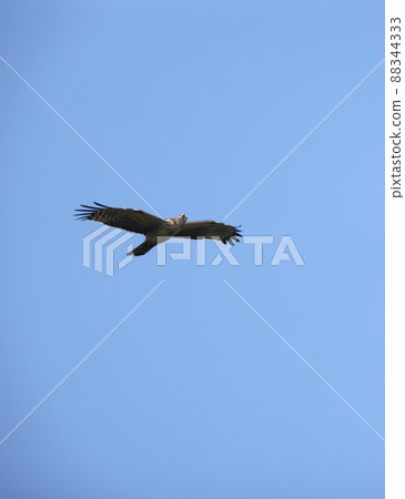 Flying honey buzzard 88344333