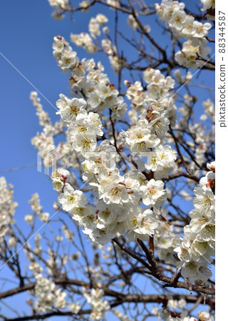 Asuka Village Hachizuri Makito Plum Blossoms in Kofun Park Asuka Village Hachizuri Makito Plum Blossoms in Kofun Park 88344587