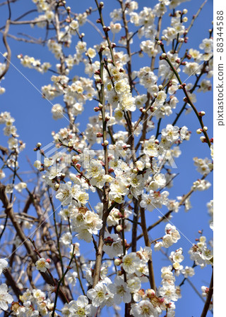 Asuka Village Hachizuri Makito Plum Blossoms in Kofun Park Asuka Village Hachizuri Makito Plum Blossoms in Kofun Park 88344588