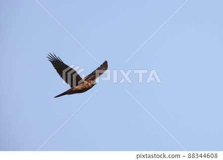 Flying goshawk chicks Flying goshawk chicks 88344608