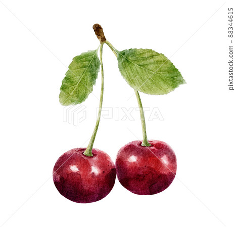 Watercolor cherry with leaf isolated on white background. Watercolor cherry with leaf isolated on white background. 88344615