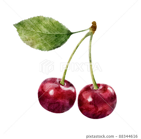 Watercolor cherry with leaf isolated on white background. Watercolor cherry with leaf isolated on white background. 88344616