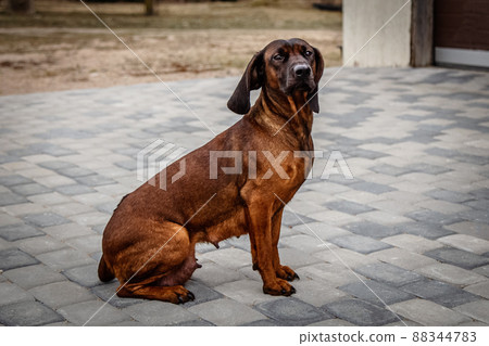 Staying Bavarian mountain scenthound female 88344783