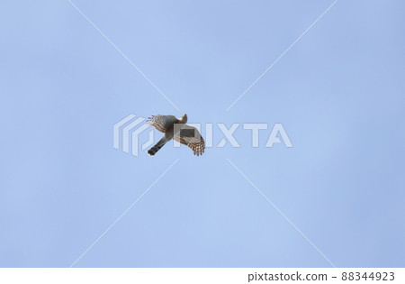 Flying high hawk 88344923