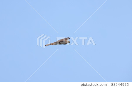 Flying high hawk 88344925