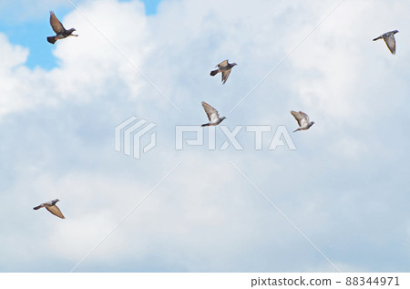 A pigeon dancing in the sky A pigeon dancing in the sky 88344971