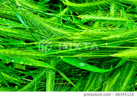Green ears of wheat or barley with drops of water. Green ears of wheat or barley with drops of water. 88345128