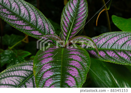 Beautiful leaves of indoor plants, texture of plants. 88345153