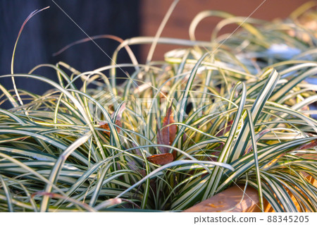 Close up of houseplants, soft light. 88345205