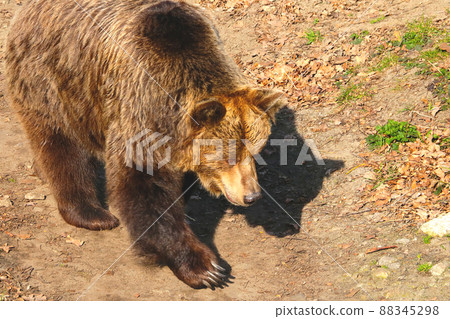 Close-up of a large brown bear in the forest. 88345298