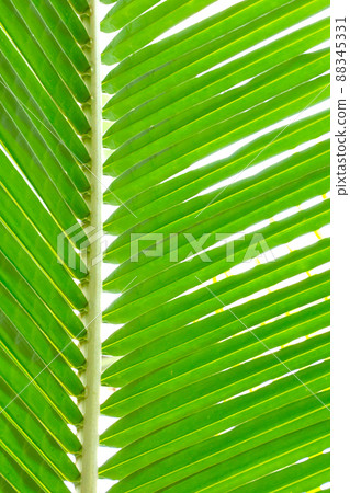 A young green branch of a tropical plant, background. A young green branch of a tropical plant, background. 88345331