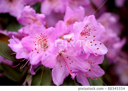 A flowering branch of rhododendron in the park in spring, the background of spring. 88345334