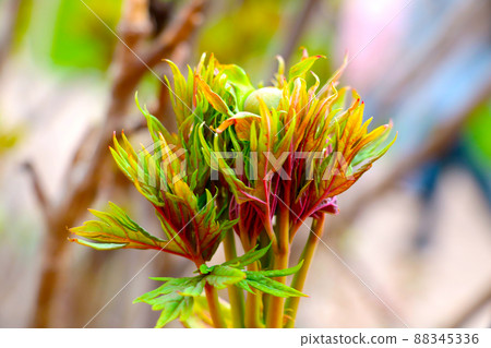 A young green branch of a flower in the spring in the park. A young green branch of a flower in the spring in the park. 88345336