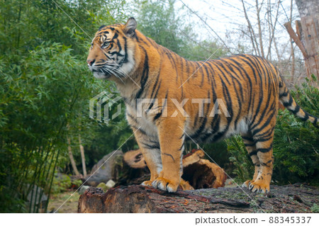Beautiful view of the young tiger in a tree. Background of wild animals. 88345337