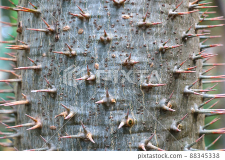 A lot of big needles on the trunk of the cactus, the background of nature. 88345338
