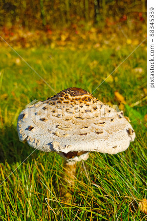 A beautiful mushroom grows in a clearing in the forest. 88345339