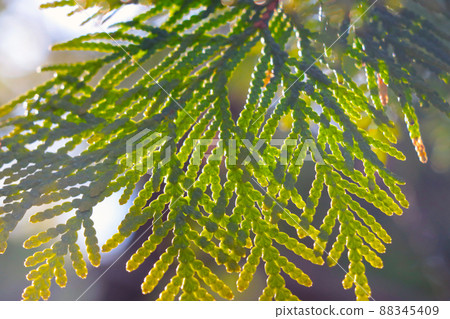 A beautiful soft light falls on the green branch of a juniper or spruce. A beautiful soft light falls on the green branch of a juniper or spruce. 88345409