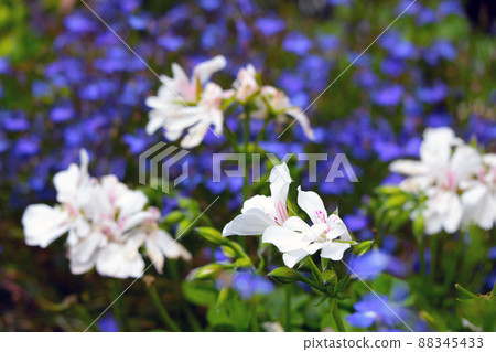 White perennial flowers bloom in the meadow in the spring. 88345433