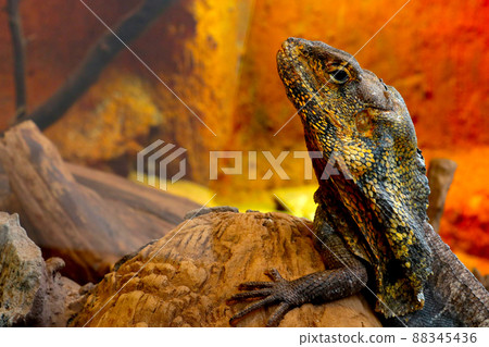 Close-up of a beautiful lizard in a tree. 88345436