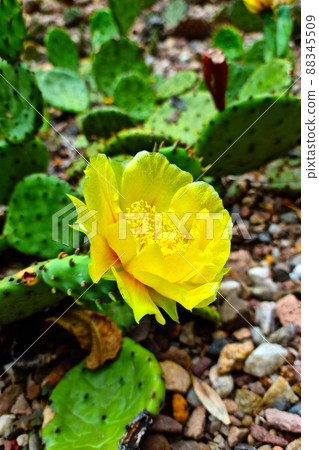 Close-up on a blooming yellow flower on a green cactus. Close-up on a blooming yellow flower on a green cactus. 88345509
