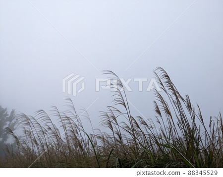 霧景與芒草 88345529