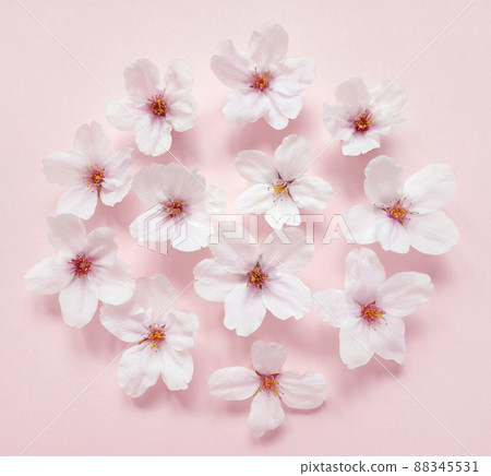 櫻花聚集 88345531