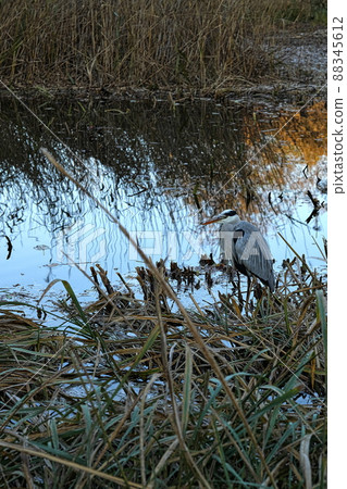 Gray heron Gray heron 88345612