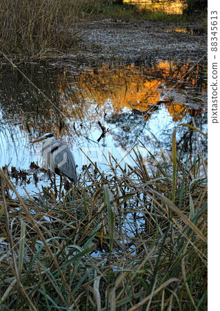 Gray heron Gray heron 88345613