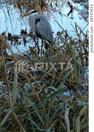 Gray heron Gray heron 88345614