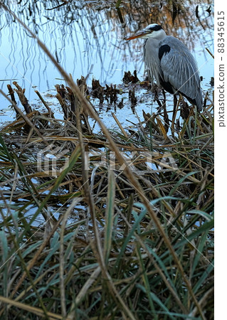Gray heron Gray heron 88345615