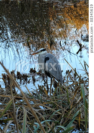 Gray heron Gray heron 88345619