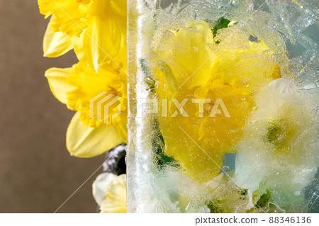 Beautiful flowers in ice Beautiful flowers in ice 88346136