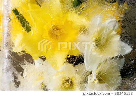 Beautiful flowers in ice Beautiful flowers in ice 88346137
