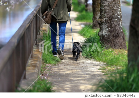 Dog walk image 88346442
